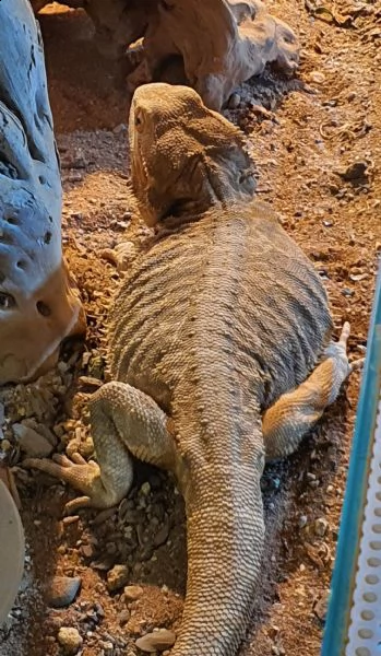 pogona drago barbuto  | Foto 3