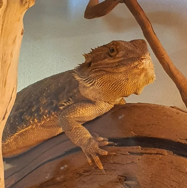 pogona drago barbuto  | Foto 2