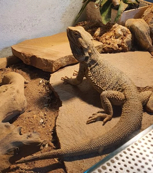 pogona drago barbuto 