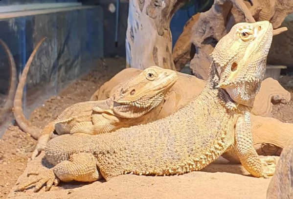 pogona drago barbuto  | Foto 1