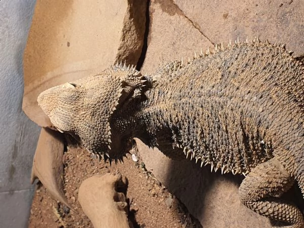 pogona drago barbuto  | Foto 0