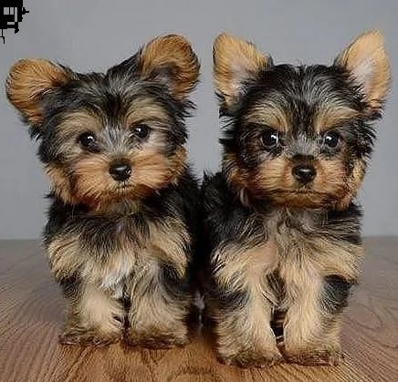 yorkshire terrier puppies