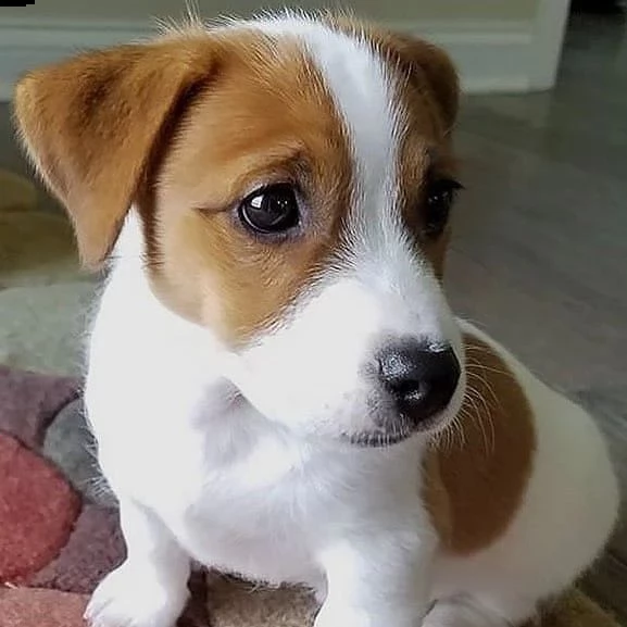 cuccioli di parson jack russell terrier