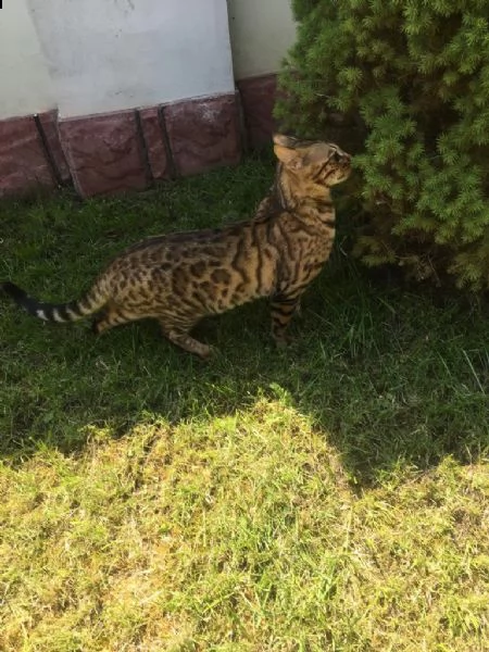 gattini bengala | Foto 2