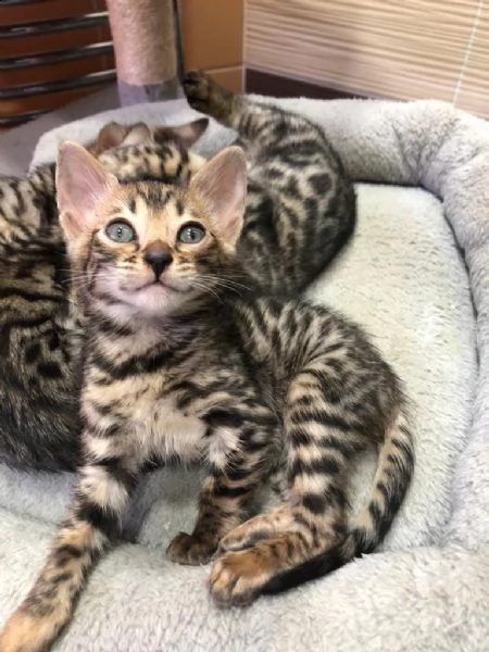 gattini bengala | Foto 1