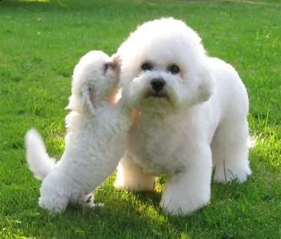 adorabili cuccioli di bichon frise femminucce e maschietti disponibili per ladozione gratuita i cuc