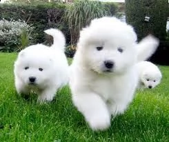 adorabili cuccioli di samoiedo femminucce e maschietti disponibili per ladozione gratuita i cucciol