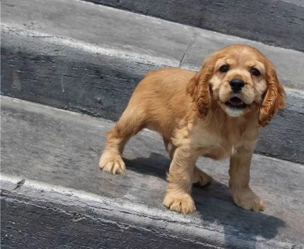 adorabili cuccioli di cocker spaniel pronti per ladozione