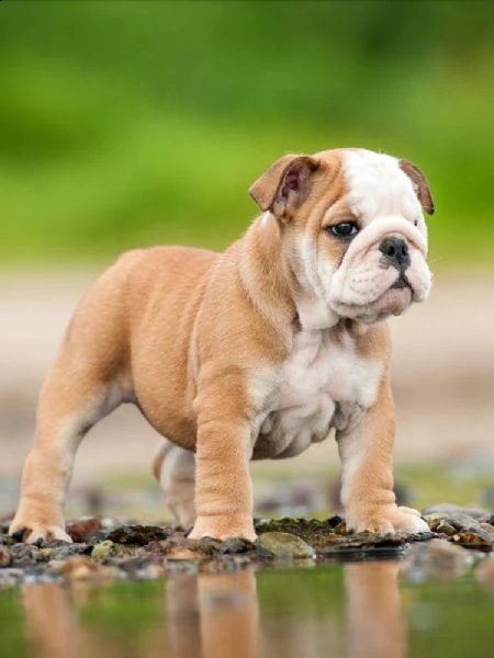  regalo bulldog inglese cuccioli con pedigree bulldog inglese pelo corto taglia piccola molto belli 