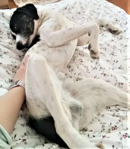 eros cucciolone mix pointer  | Foto 4
