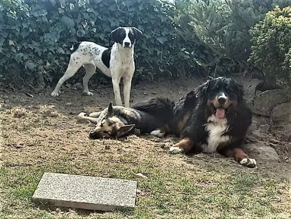 eros cucciolone mix pointer  | Foto 3