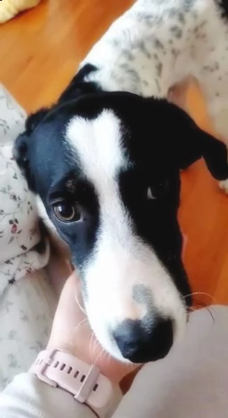 eros cucciolone mix pointer  | Foto 1