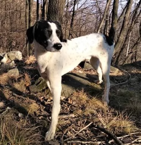 eros cucciolone mix pointer  | Foto 0