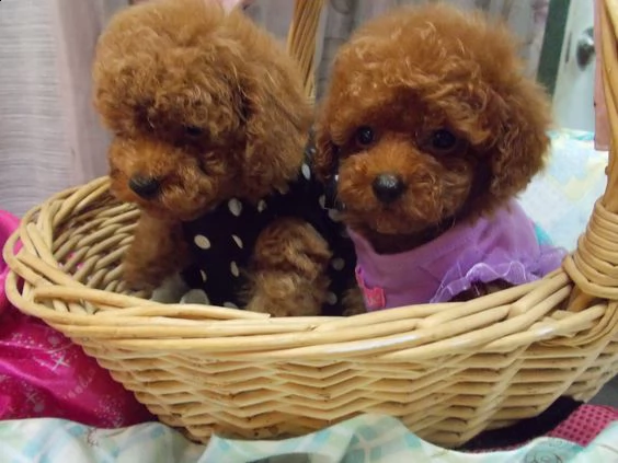 cuccioli di barboncini toy | Foto 0