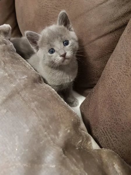 meravigliosi gattini blu di russia
