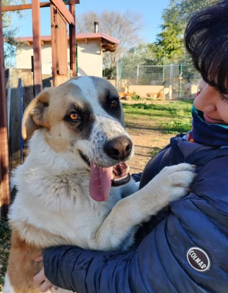heaven dolce cane giovane taglia grande