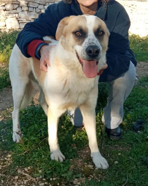heaven dolce cane giovane taglia grande | Foto 4