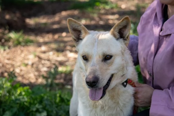 Cane dolce e giocherellone 2 anni | Foto 3