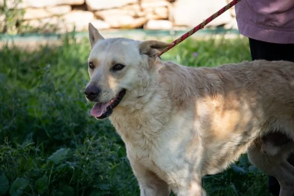 Cane dolce e giocherellone 2 anni | Foto 2