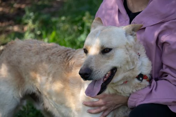 Cane dolce e giocherellone 2 anni | Foto 1