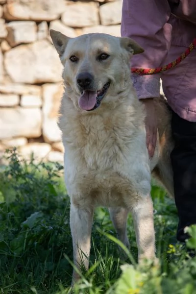 Cane dolce e giocherellone 2 anni | Foto 0