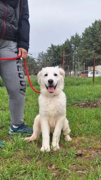 Max cucciolo simil maremmano 5 mesi