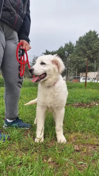 Max cucciolo simil maremmano 5 mesi | Foto 3