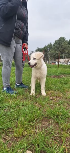 Max cucciolo simil maremmano 5 mesi | Foto 2