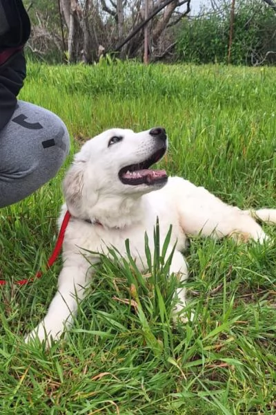 Max cucciolo simil maremmano 5 mesi | Foto 1