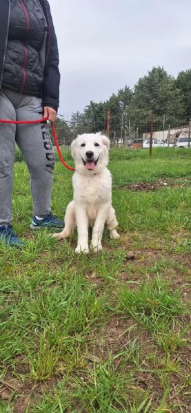 Max cucciolo simil maremmano 5 mesi | Foto 0