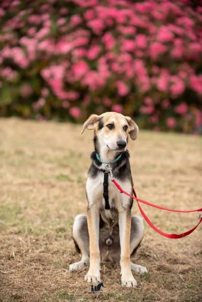 Baloo bellezza ed eleganza 7 mesi | Foto 4