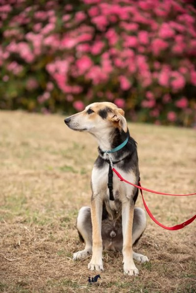 Baloo bellezza ed eleganza 7 mesi | Foto 3