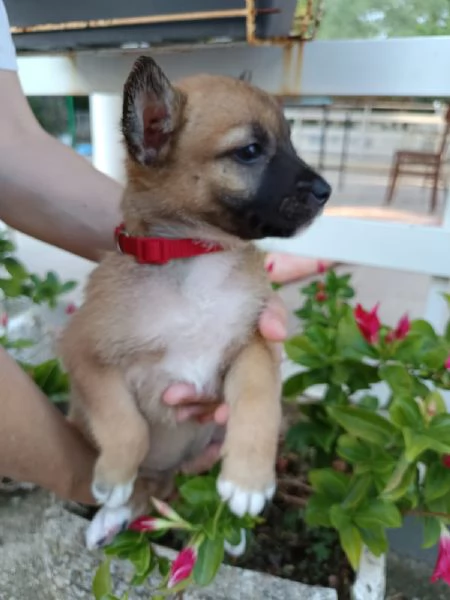 Fanta cucciola 2 mesi taglia contenuta | Foto 4