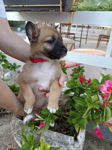 Fanta cucciola 2 mesi taglia contenuta | Foto 3