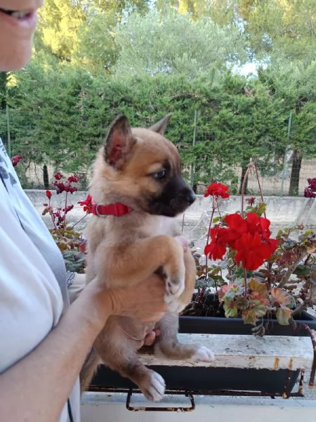 Fanta cucciola 2 mesi taglia contenuta | Foto 2