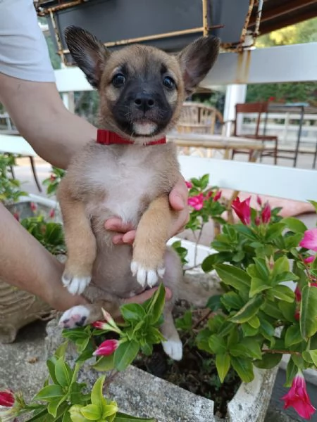 Fanta cucciola 2 mesi taglia contenuta | Foto 0