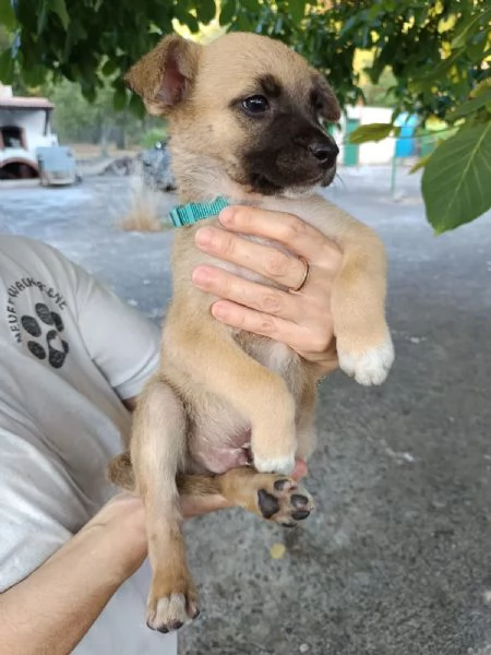 Bitter cucciolo 2 mesi | Foto 4
