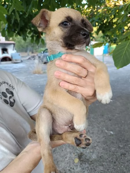 Bitter cucciolo 2 mesi | Foto 3
