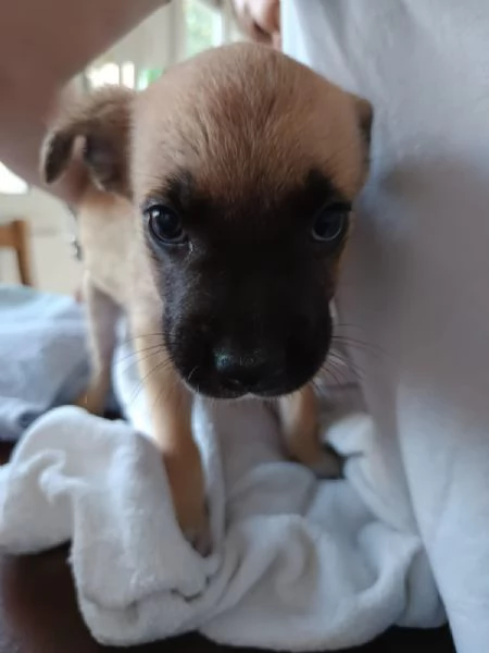 Bitter cucciolo 2 mesi | Foto 1