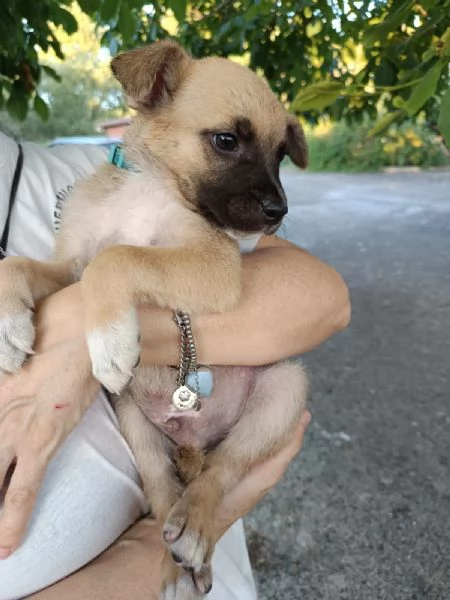 Bitter cucciolo 2 mesi