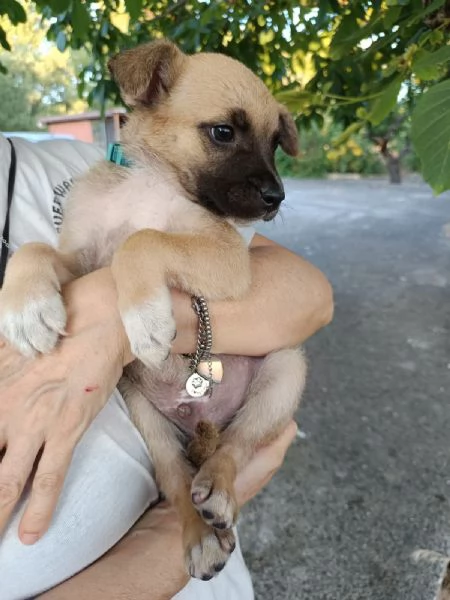 Bitter cucciolo 2 mesi | Foto 0