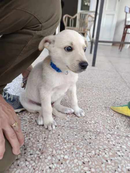 Seltz 2 mesi taglia contenuta | Foto 4