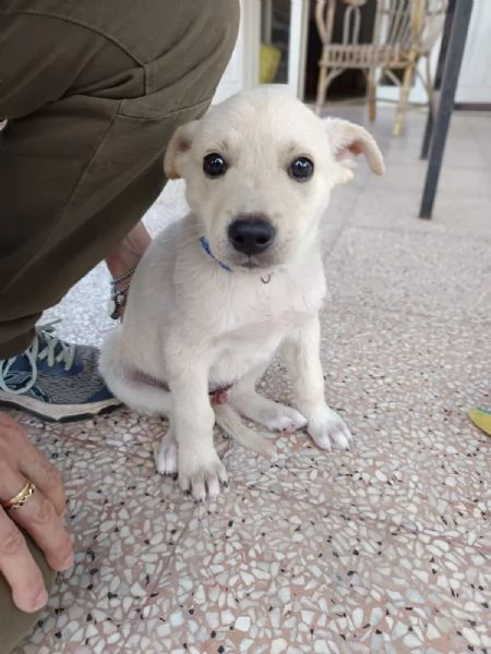 Seltz 2 mesi taglia contenuta | Foto 3