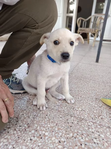 Seltz 2 mesi taglia contenuta | Foto 2