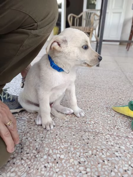 Seltz 2 mesi taglia contenuta | Foto 1