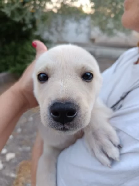 Seltz 2 mesi taglia contenuta | Foto 0