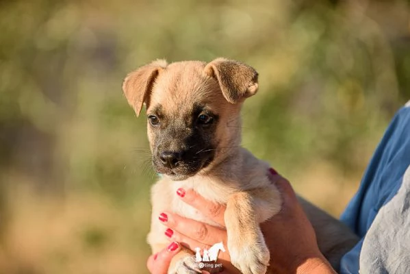 cucciolo 2 mesi taglia piccola | Foto 3