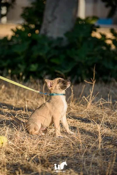 cucciolo 2 mesi taglia piccola | Foto 1