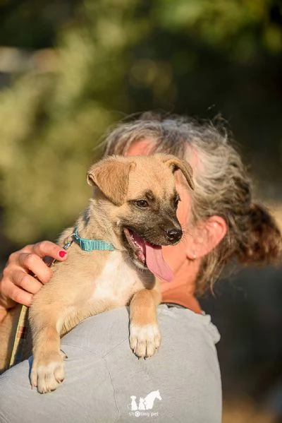 cucciolo 2 mesi taglia piccola | Foto 0