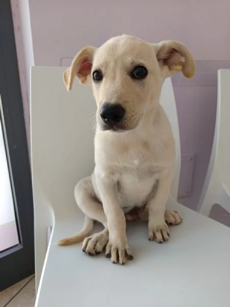 Cucciolo taglia media 10 settimane | Foto 1